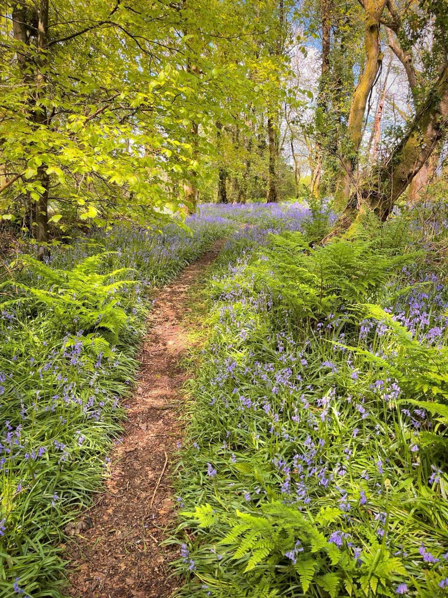 Wren 8-Hot Tub-Woodland Lodges-St Clears-Carmarthen-Tenby Εξωτερικό φωτογραφία